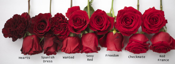 7 ulike roser fra Red Roses Study Foto: flirtyfleurs.com